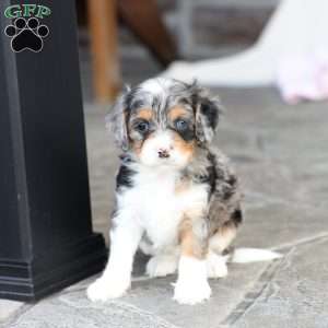 Bree, Cavapoo Puppy